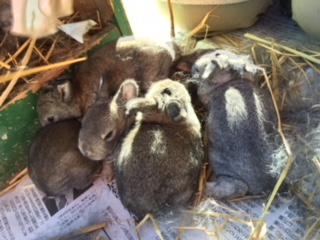 ウサギの赤ちゃん7匹も…！