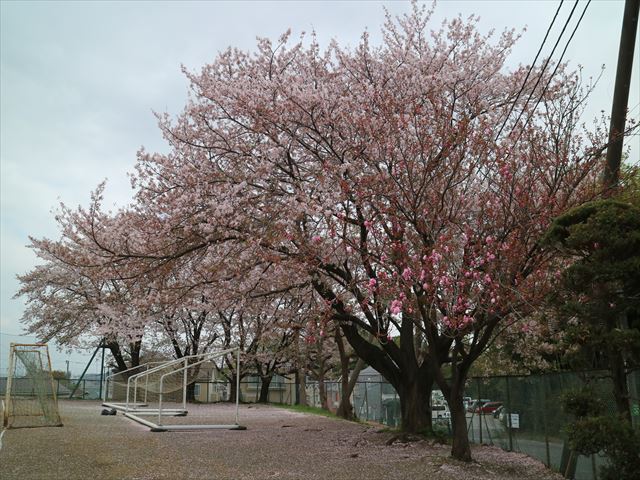 グランドの桜・・・花弁が散ってきれいです！