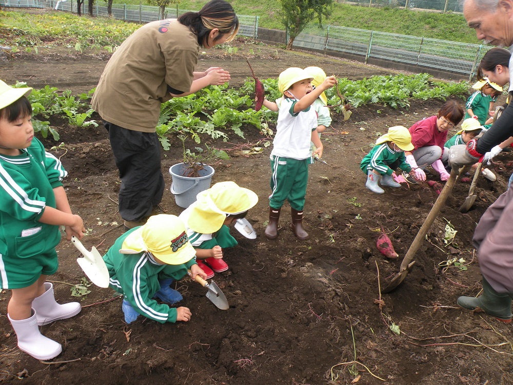 まずは年少さん！土に触れることを嫌がる子もいましたが、お芋が顔を出すとおっきい！赤ちゃんおいも～など喜んで掘っていました。