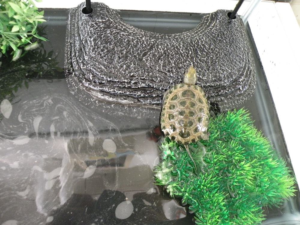 良く動き回るのでなかなか写真が撮れませんでした