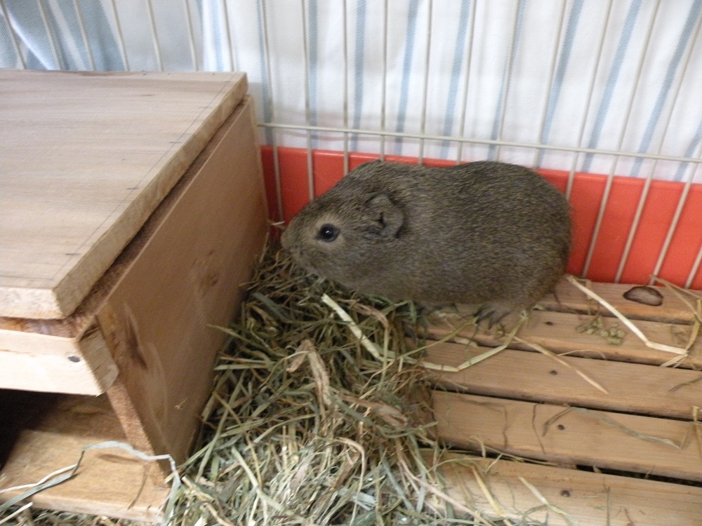 関口さんお手製のお家にすぐに隠れてしまうちゃちゃです。