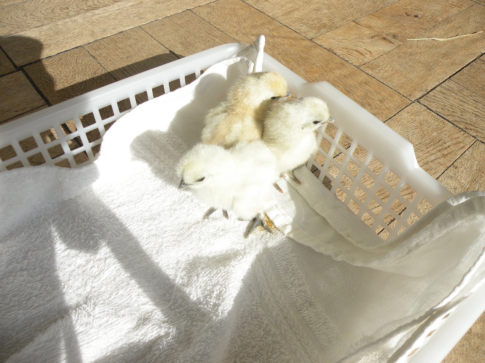 お日様の温かさに眠くなってしまうヒナたちです