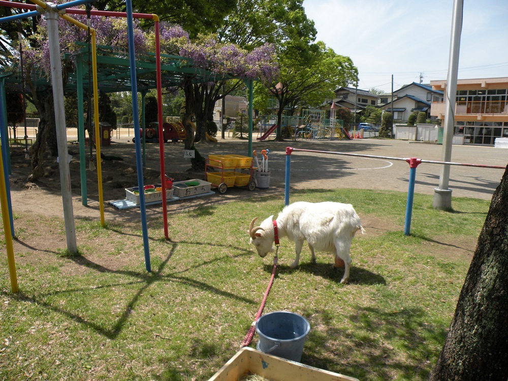 ふじの花が綺麗に咲きました！ミミちゃんも元気に草を食べています！